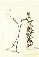 藏品(斑點金絲桃)的圖片